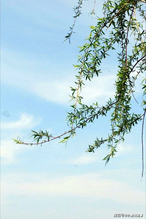 “朴实无华”是什么意思?