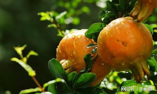 梦见摘果子是什么意思，梦见摘红果子是什么意思