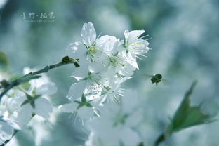 春意融融意思是什么