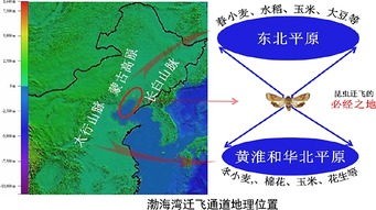 滞育卵，滞育期