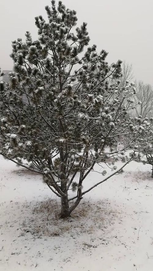 大雪压青松青松挺且直描写什么景物，大雪压青松青松挺且直全诗意思