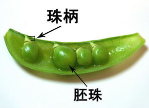 胚珠是什么，胚珠的类型