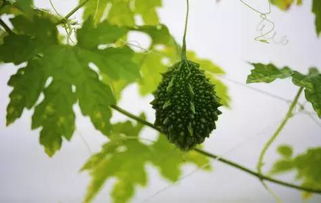 浣溪沙·散步山前春草香原文|翻译|赏析_原文作者简介