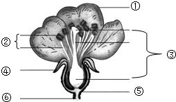 胚珠里有什么(七年级生物)