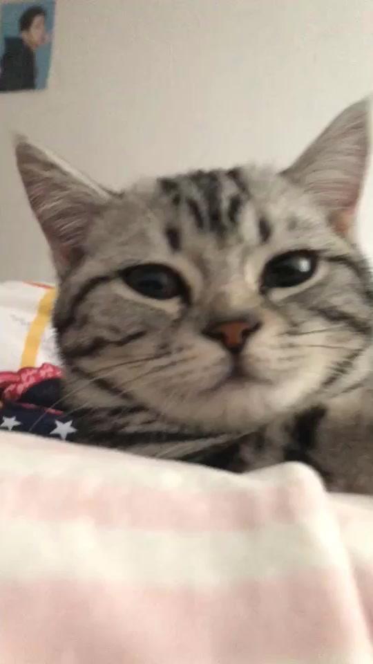 不屑的意思是什么