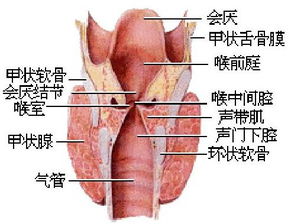 黔滇门户,全楚咽喉的意思，咽喉的意思是什么代称含义