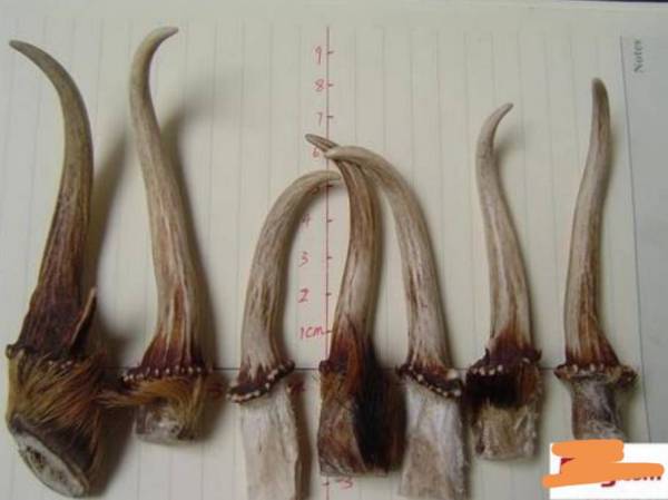 犄角[jī jiǎo]什么意思?近义词和反义词是什么?英文翻译是什么?
