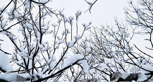 阳春二月绿树旺什么意思
