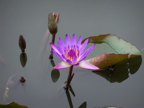 芙蓉出水这句指的是什么生肖动物?