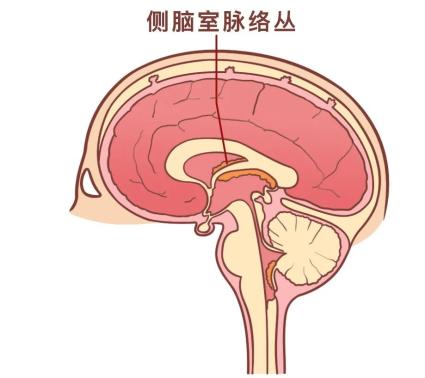 昏头昏脑什么意思?出处是哪里?