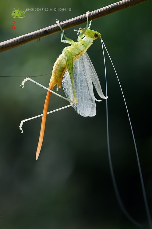 蜕化是什么意思，蜕化劫数小说