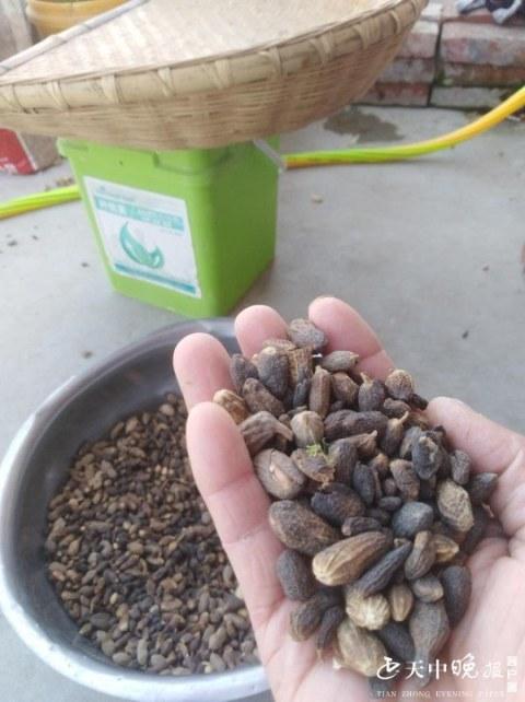 瘪花生和饱满花生哪个营养高，瘪花生图片