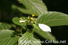 茜草科植物有哪些(常见茜草科植物介绍)