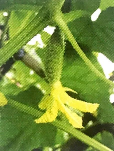 雌花和雄花都有什么区别?