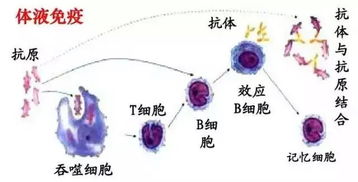 醴怎么读，greαt怎样读