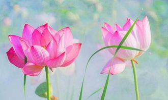 菡,怎么读?