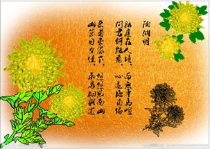 菊花的诗句小学，菊花的诗句赋予人的品格和志向