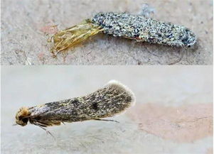 衣蛾,有毒吗?