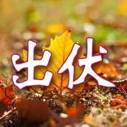 出伏什么意思哦，出伏是什么时候