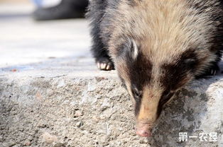 獾的读音