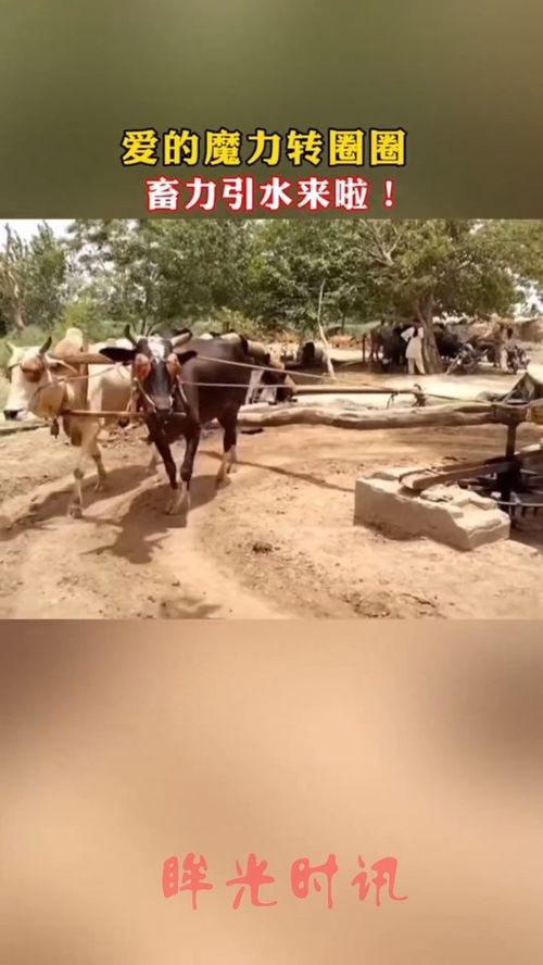 “畜力车”汉语拼音怎么写?