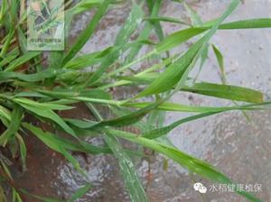 游草的克星，游草原的心情语句