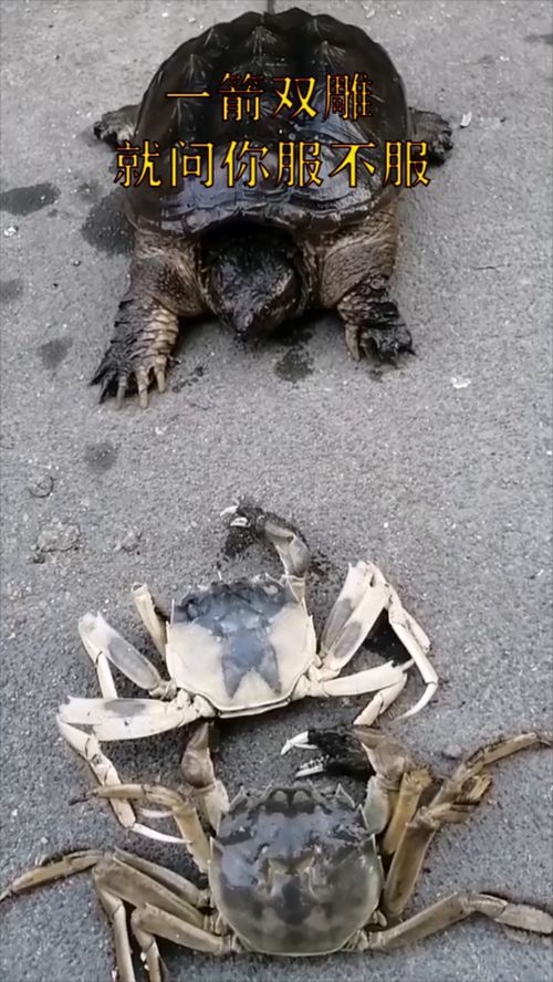 一箭双雕是什么意思