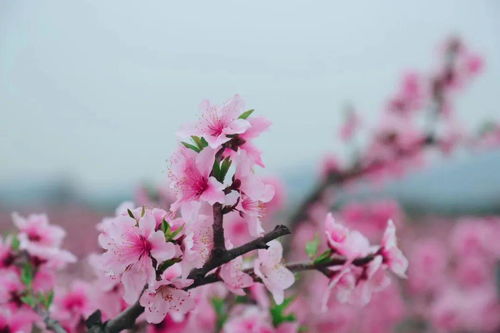 人面桃花相映红猜生肖，人面桃花相映红猜一个成语