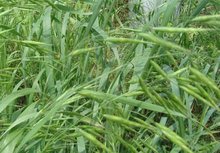 麦草汁怎么做