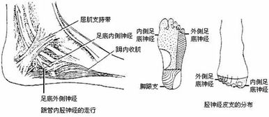 术术人和葱葱人区别