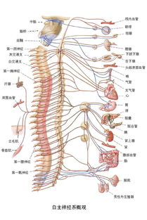 为什么自主神经都不受自己控制?