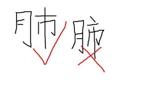 肺字五笔怎么打字