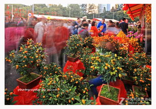 广州花市批发，广州花市图片