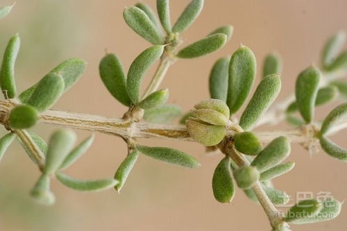 珍稀植物名单，珍稀植物珍稀动物各写四个