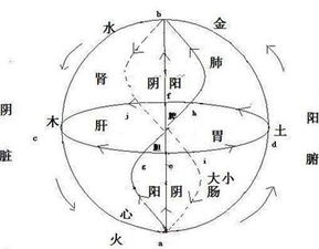阴阳五行属什么