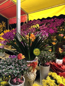 广州花市在哪里预约广州花市开放时间