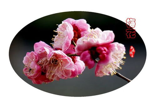 我家洗砚池边树写的是什么花，我家洗砚池边树,朵朵花开淡墨痕