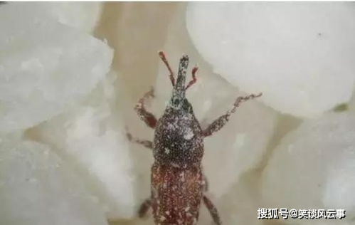 驱的含义是什么啊?