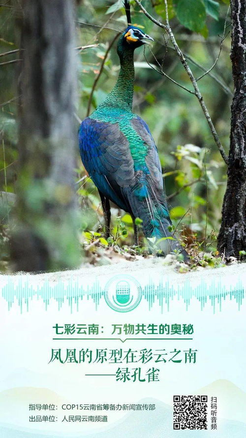 老孔雀开屏歇后语的答案