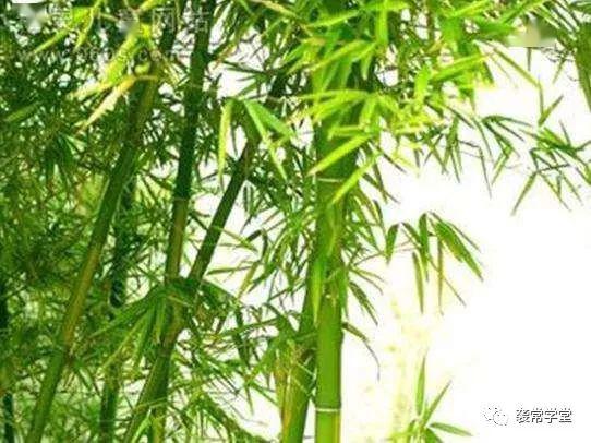 竹子英文怎么说，竹子英文怎么读bamboo复数
