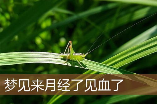 梦到来例假了见血了弄脏了衣服，梦到来例假了见血了出来胎儿