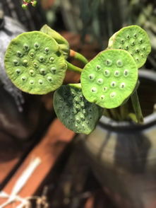 莲蓬的拼音和意思，溪头卧剥莲蓬的拼音