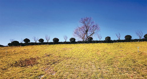 春回大地是成语吗，春回大地描写春天的四字词语
