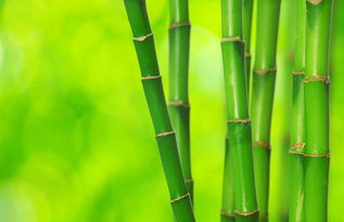 bamboo是什么意思?