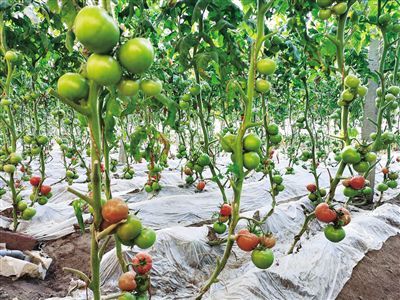 果实累累造句子短一些，果实累累造句二年级