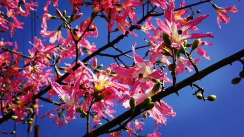 忽逢桃花林,夹(jiā)岸数百步,中无杂树,芳草鲜美,落英缤纷. 翻译.
