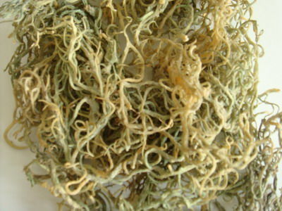 麒麟菜作用与功效,有什么副作用?