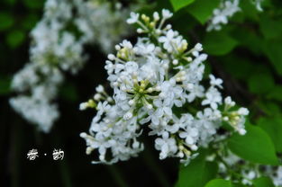“吾家冼砚池头树,朵朵花开淡墨痕”这首诗写的是什么?