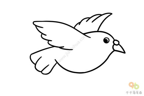 鸽子简笔画