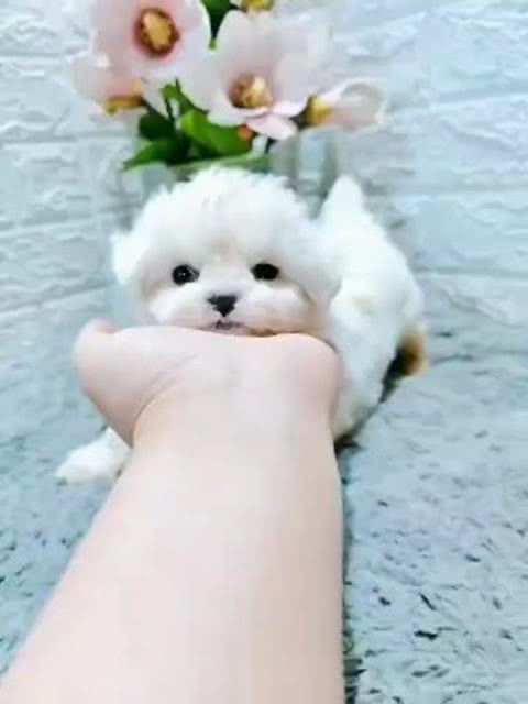 小白狗的名字叫什么好听，小白狗狗图片